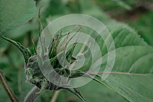 A sunflower bud in the early stages of unfurling in summer