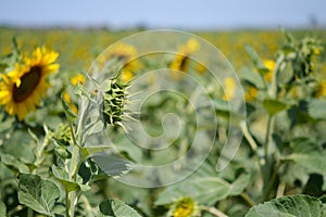 Sunflower bud, field full of yellow sunflowers, blue sky