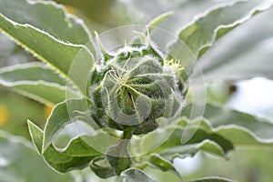 A sunflower bud getting ready to bloom