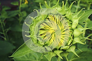 Sunflower bud and green background