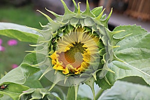 Sunflower bud that has begun to open