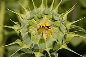 Sunflower photo