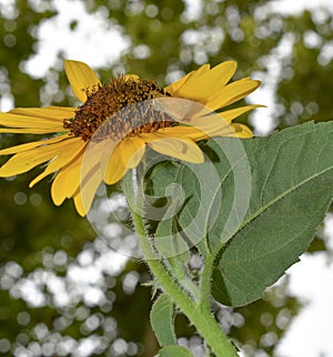 A Sunflower Bud Moth on a yellow sunflower
