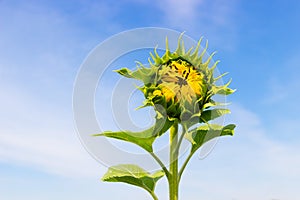 Sunflower bud on sky background