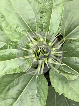 Sunflower bud