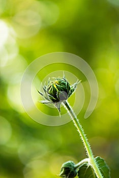 Sunflower Bud