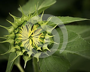 A sunflower bud about to bloom