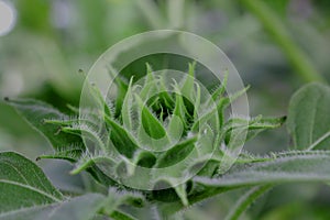 Sunflower buds, blur background