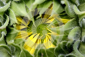 Sunflower buds, blur background