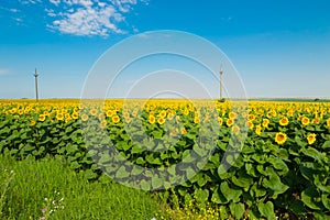 The Sunflower from Bulgaria