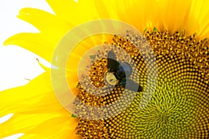 Sunflower and bumble bee on natural background