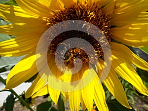 Sunflower with bumble-bee