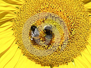 Sunflower with bumble bees