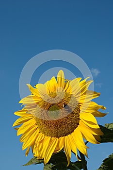 Sunflower with bumblebee