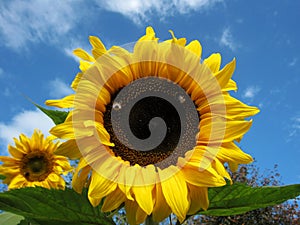 Girasole calabrone 