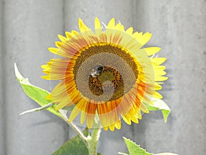 Sunflower and bumblebee