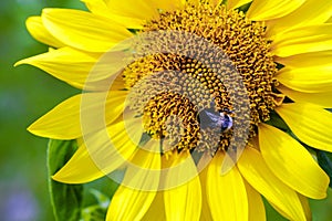 Sunflower. Bumblebee Sitting on a sunflower blossoming