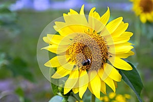 Sunflower. Bumblebee Sitting on a sunflower blossoming