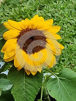 Sunflower / Bunga Matahari
