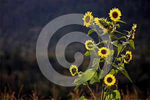 Sunflower bush Helianthus annuus early morning late summer