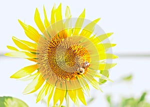 Sunflower with Busy Bee