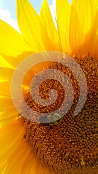 Sunflower with busy bee in macro