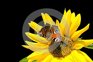 Sunflower butterfly