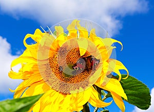 Sunflower with butterfly against blue sky