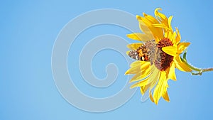 Sunflower butterfly blue sky background