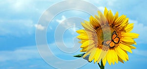 Sunflower and butterfly. colorful monarch butterfly on a sunflower on a background of blue sky with clouds. copy space