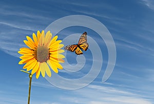 Sunflower and Butterfly Mornings