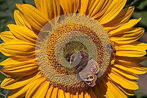 Sunflower and Butterfly, Northern California, USA