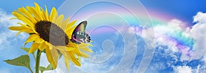Sunflower Butterfly Rainbow sky banner