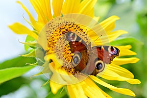 Sunflower with butterfly