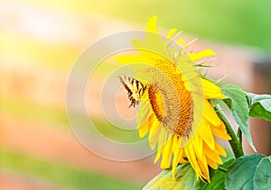 Sunflower and butterfly