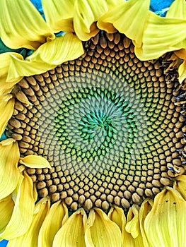 Sunflower center close up colors