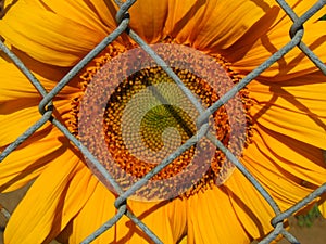 Sunflower through chain fence