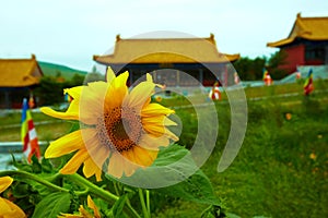 Sunflower before chinese temple