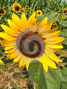 Sunflower Circle