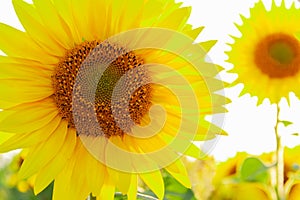 Sunflower circle big yellow flower warm Background