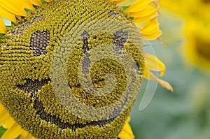 Sunflower clear, beautifully detailed.