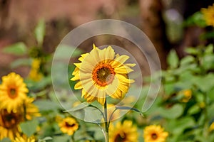 Sunflower click near nanded city garden