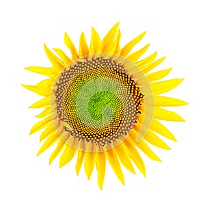 Sunflower; Clipping path