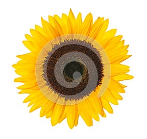 Girasole tracciato di ritaglio 