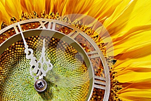 Sunflower-clock