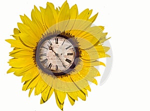 Sunflower with clock