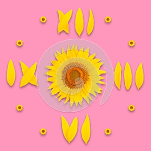 Sunflower clock dial on pink background, isolate