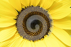 Sunflower close up