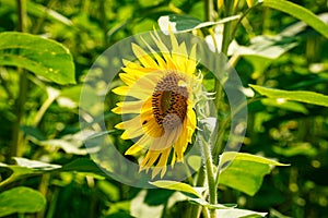 Sunflower Close Up