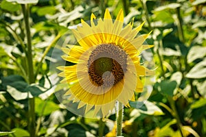 Sunflower Close Up